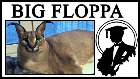 The Story Behind BIG FLOPPA, The Cutest Caracal .